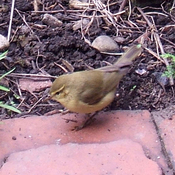Common Chiffchaff
